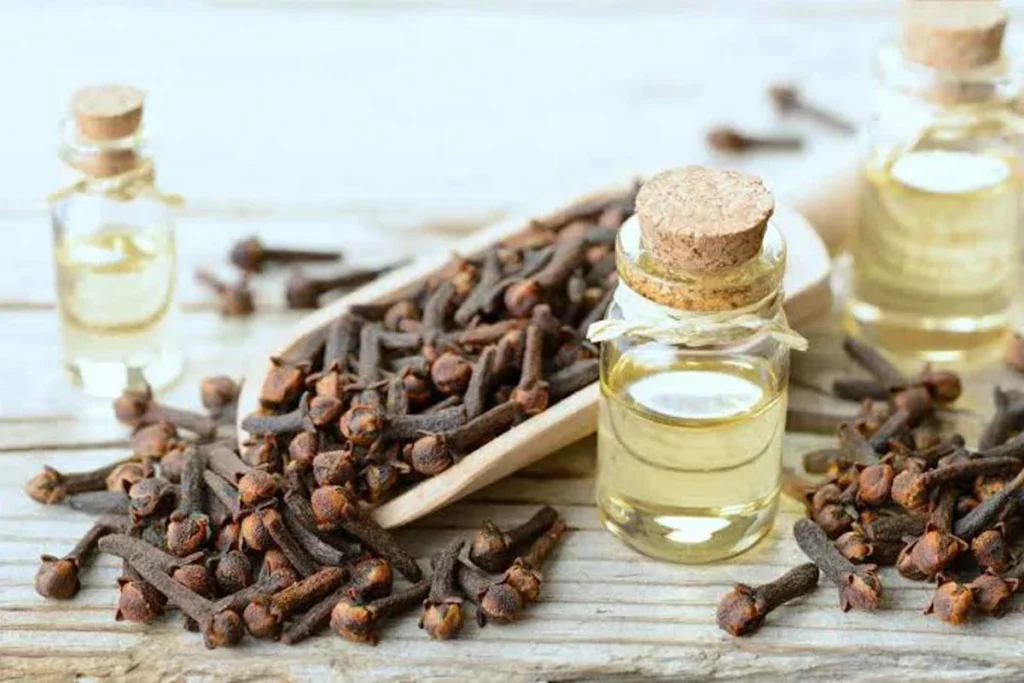 clove oil to treat throbbing tooth pain 