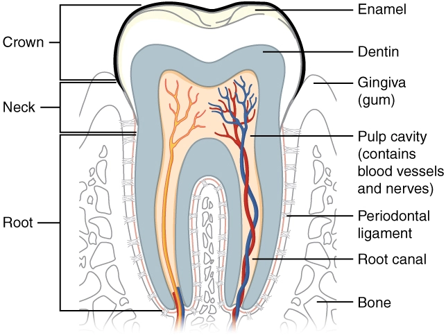 Tooth Anatomy