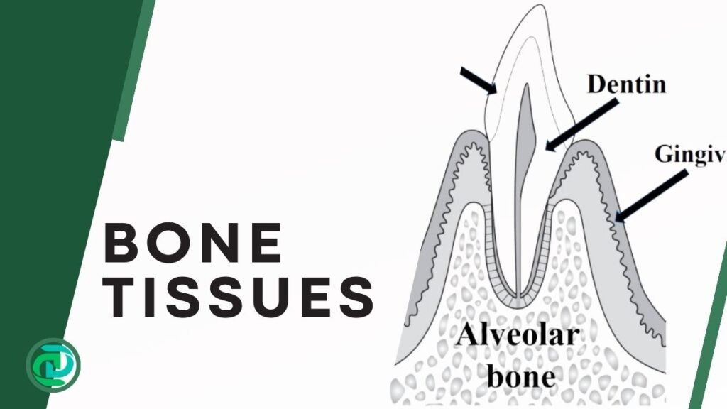 Understanding Bone Tissue