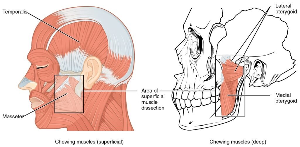 Anatomy of the TMJ